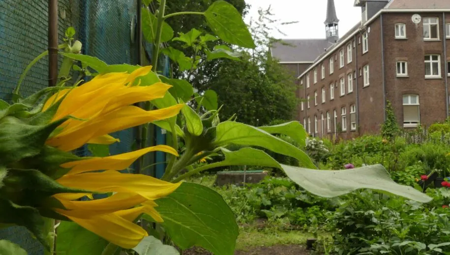 kloostertuin scaled 915x518 1