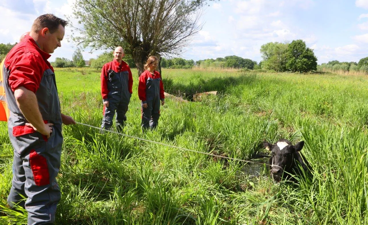 koe in modder middelrode 2