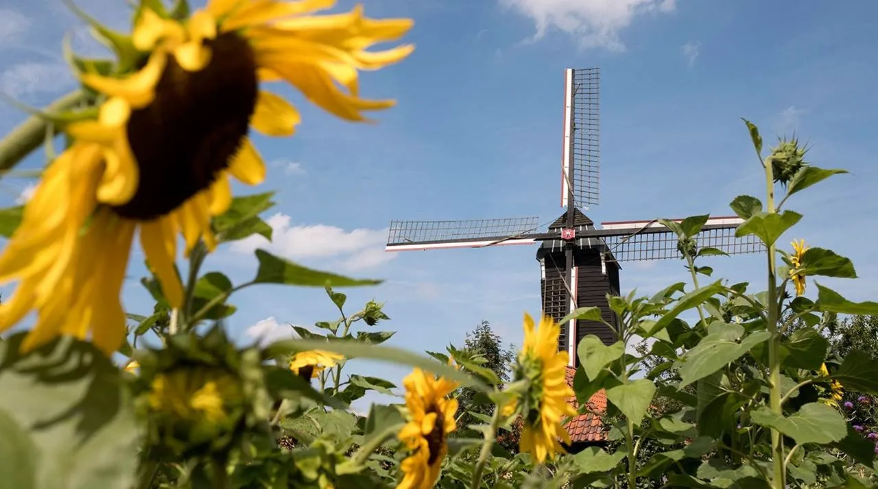 molen met zonnebloemen