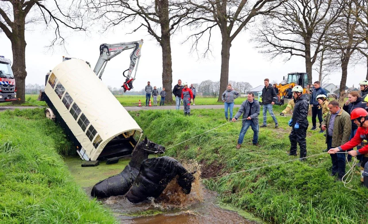 paardne in sloot berlicum 0