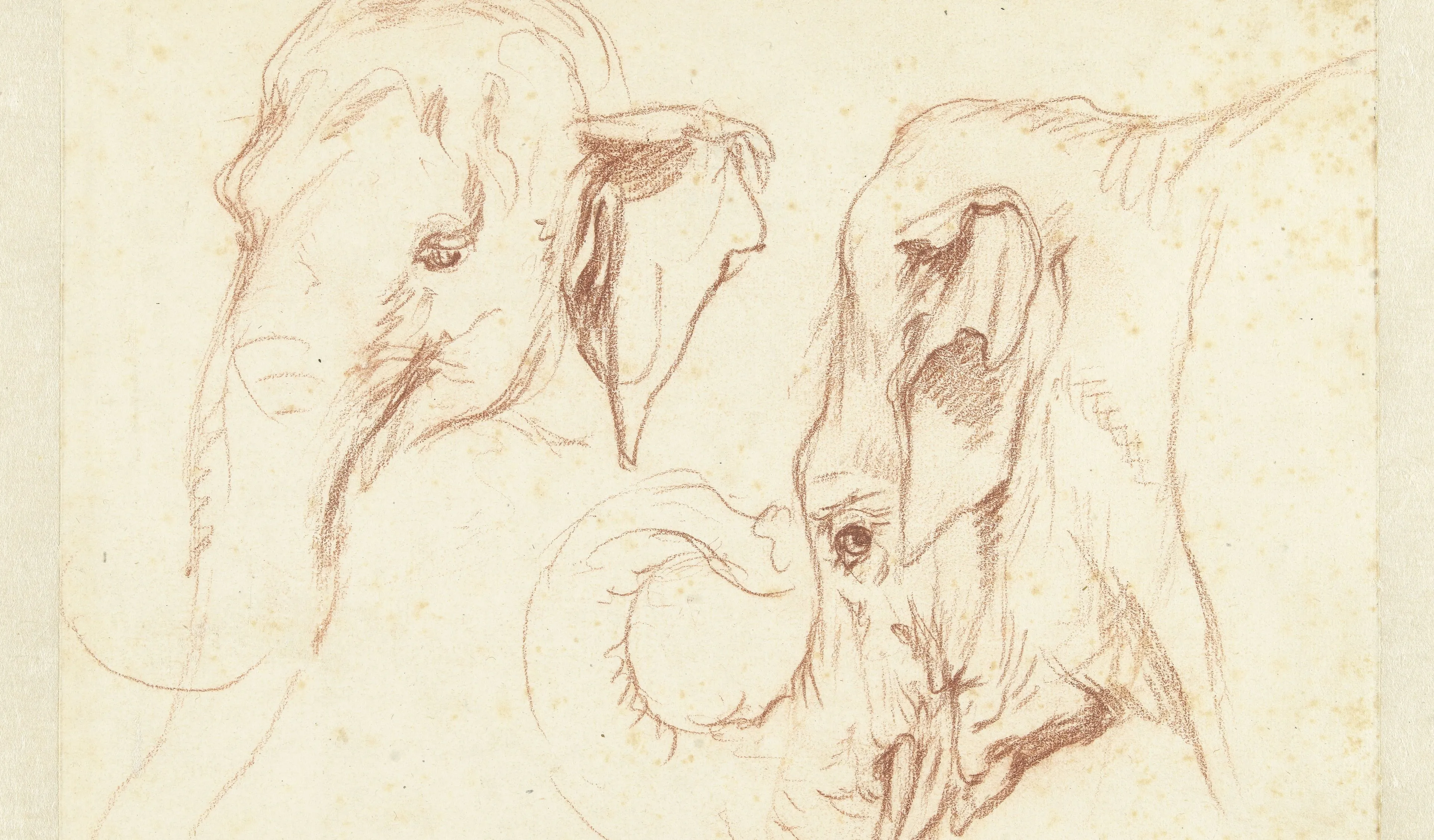 petrus camper twee schetsen van de kop van een olifant ca 1786