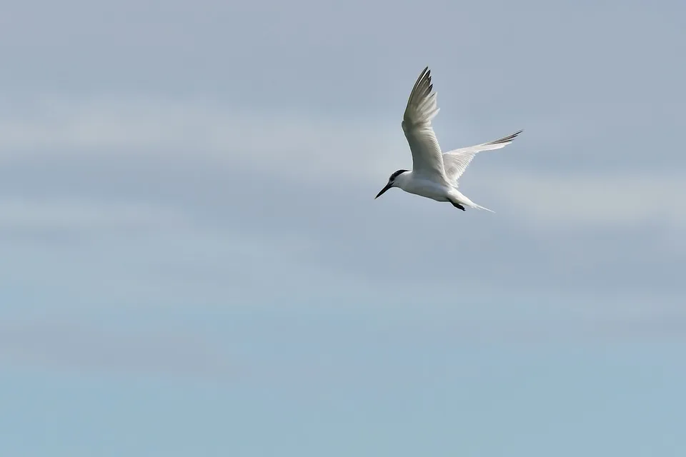 sandwich tern 7390889 960 720