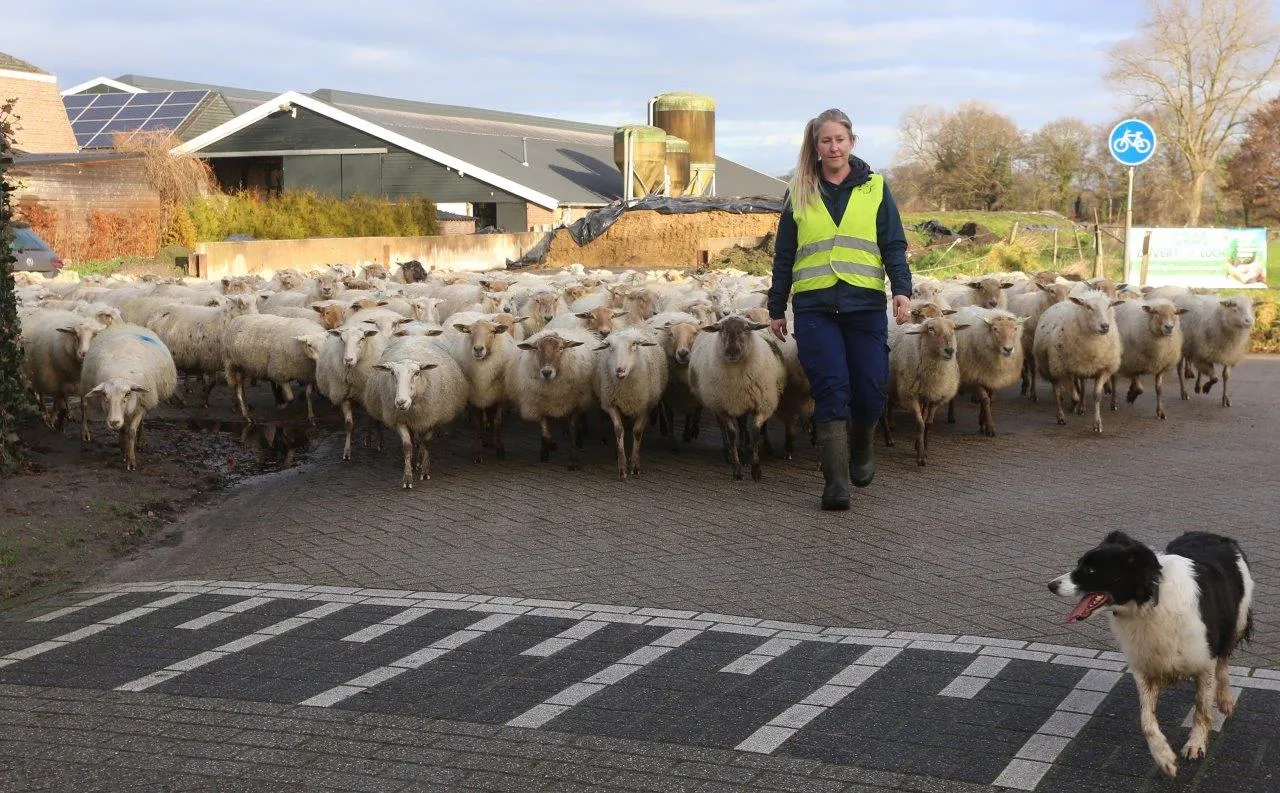 schapen door straten van helvoirt 8