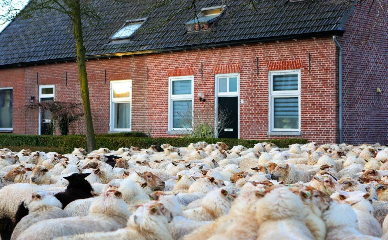 schapen helvoirt 13