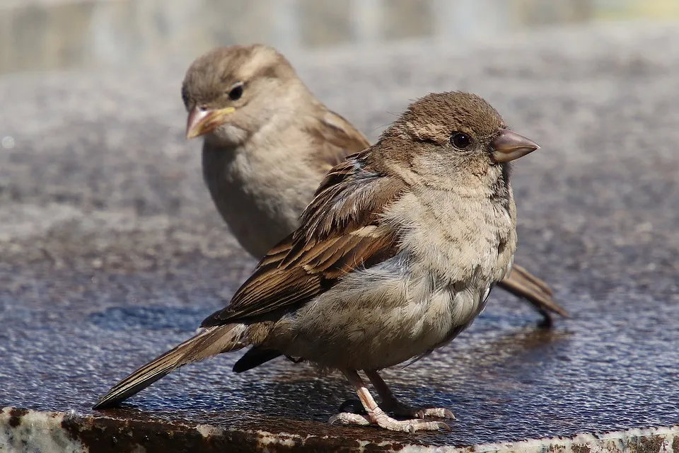 sparrows 3422216 960 720