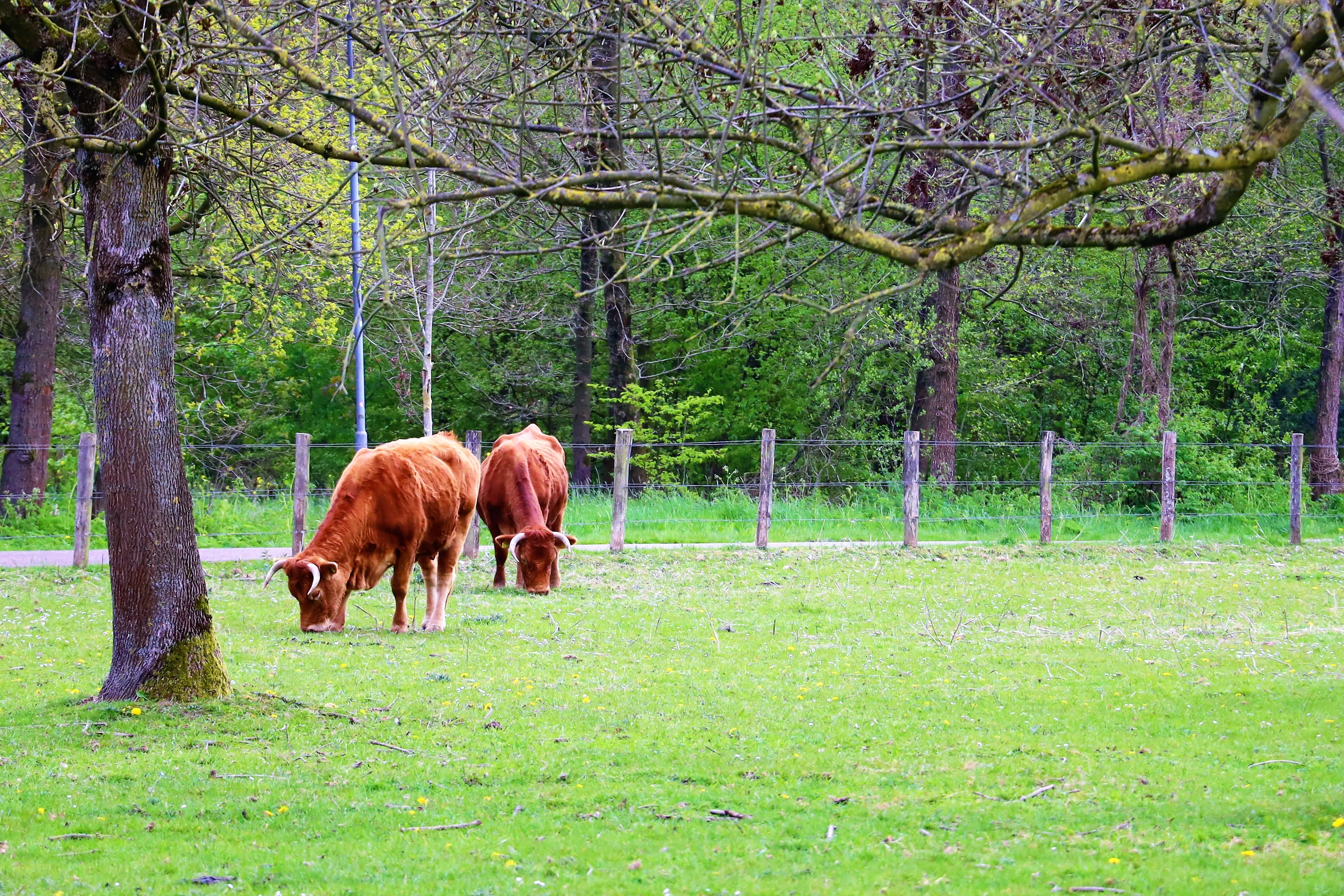 v zwiete prk 001 2
