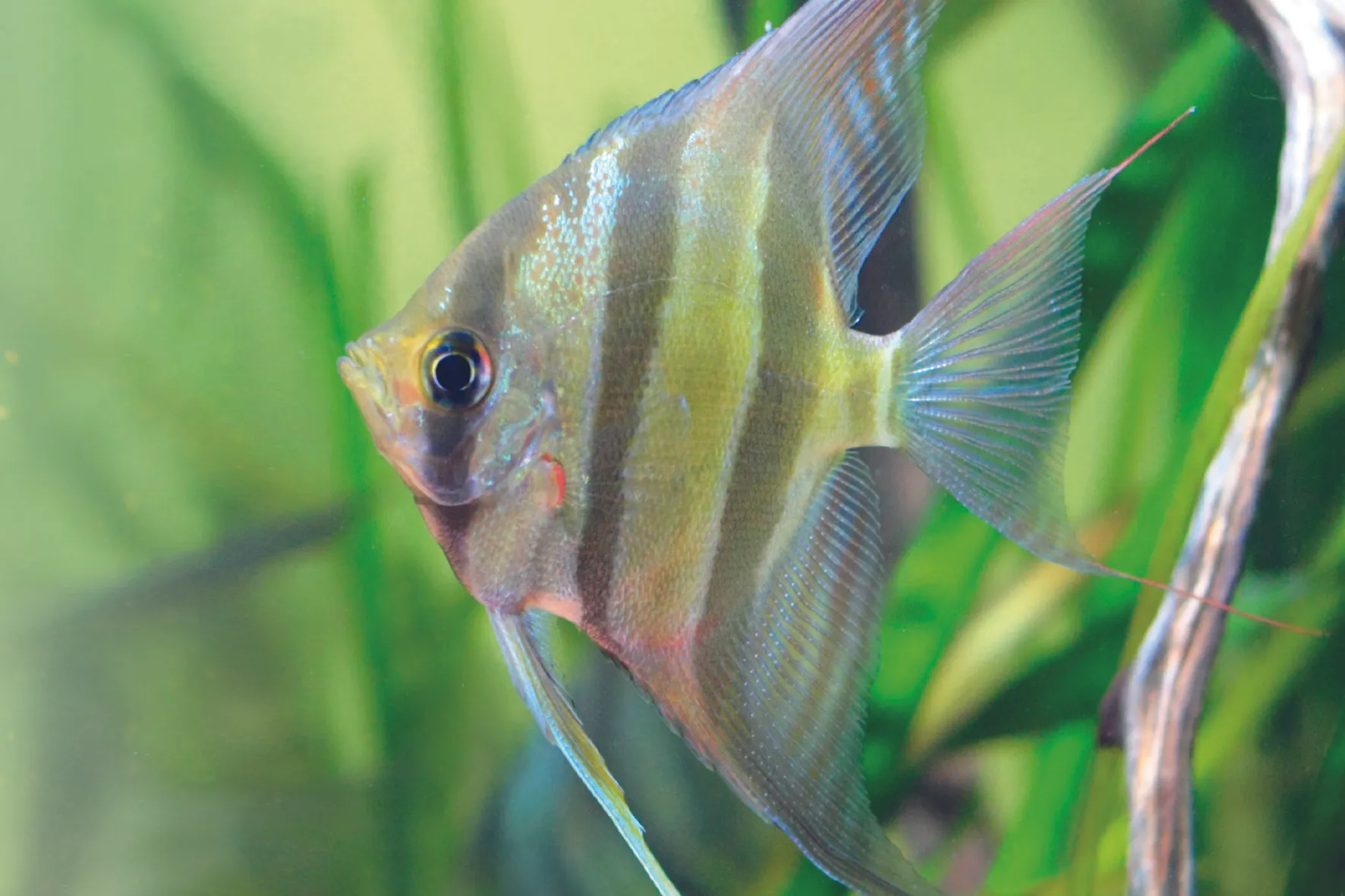 voor persbericht ac aquariumdag