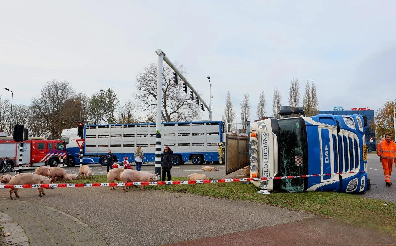 vrachtwagen varkesn 2