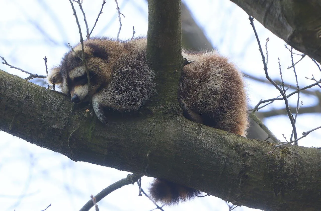 wasbeer in boom vught 2