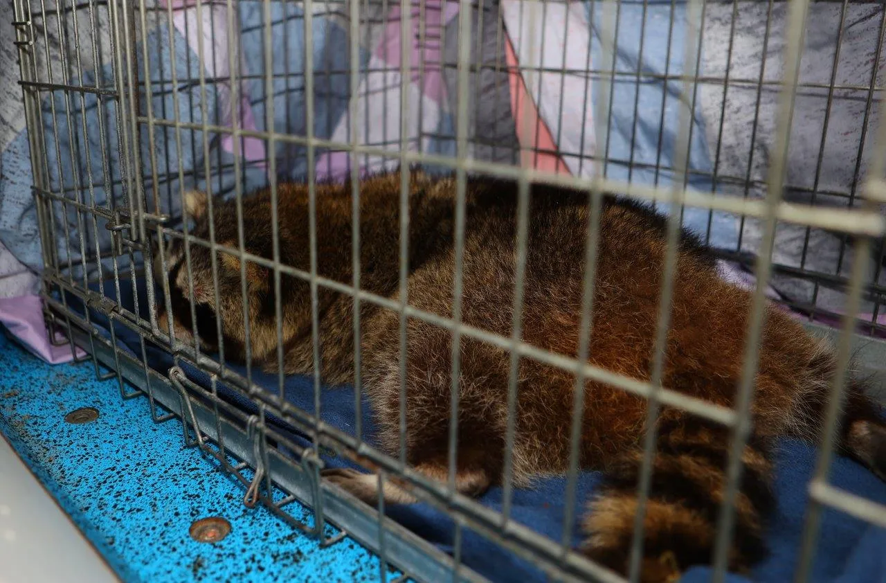 wasbeer vught gevangen 3