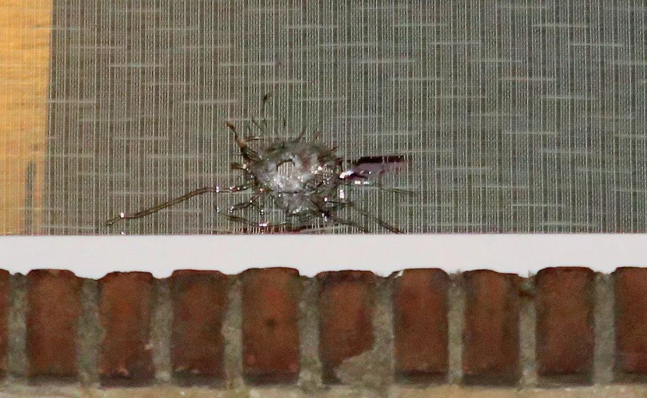 woning bschoten hdewychstraat 6