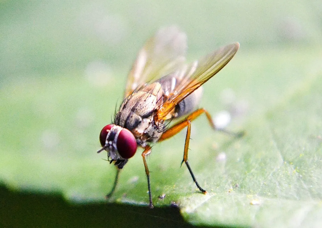 fruit fly 219392 1280
