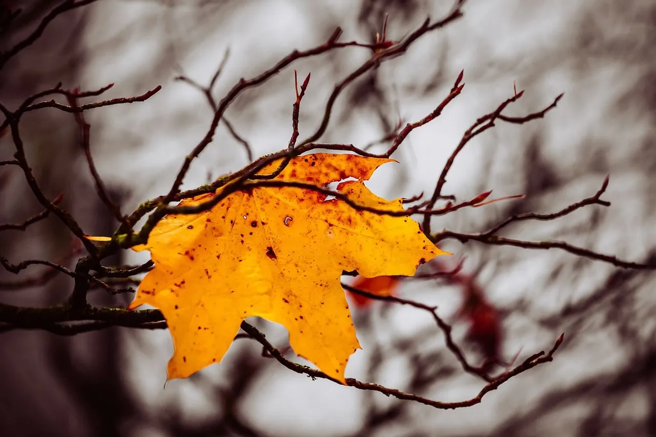 autumn 6752841 1280