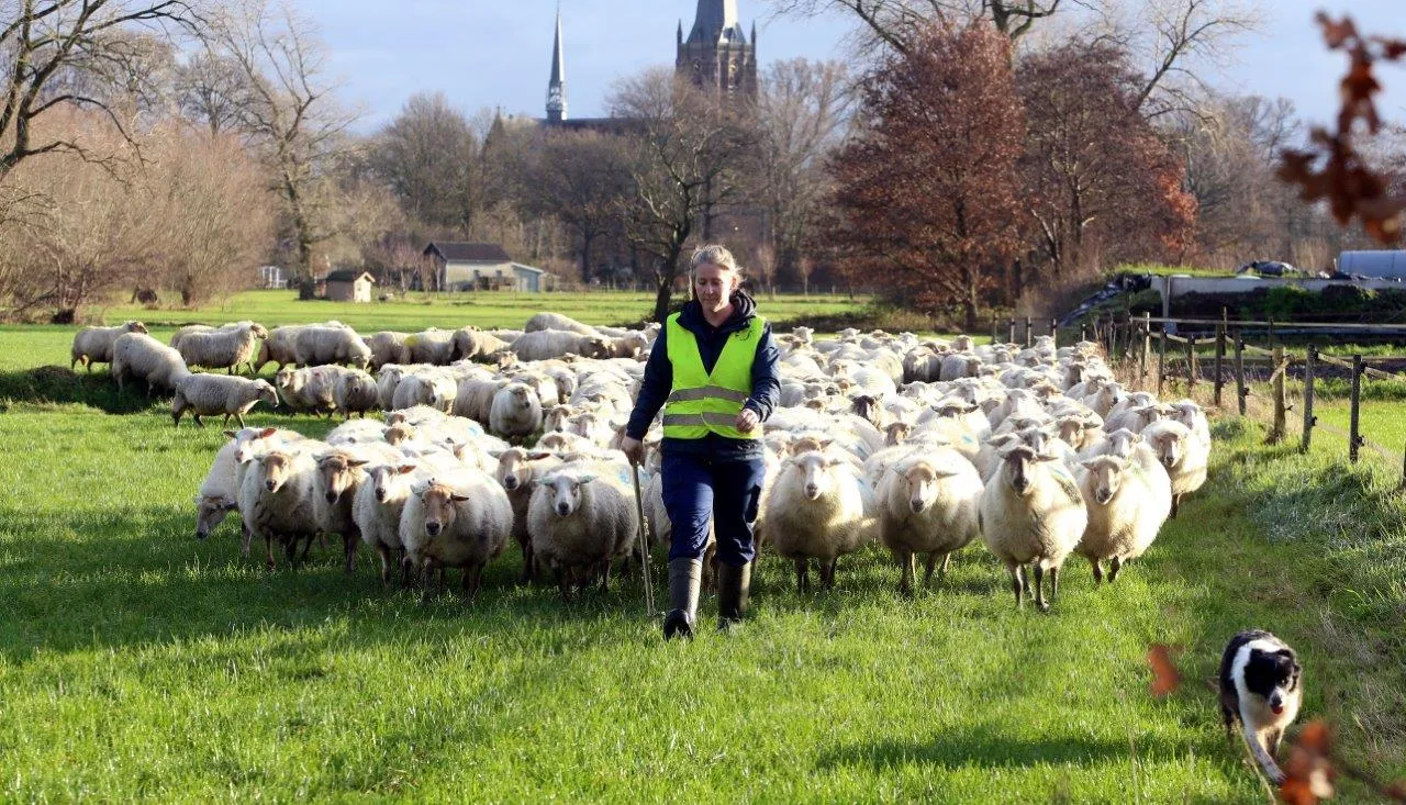 schapen door straten van helvoirt 1