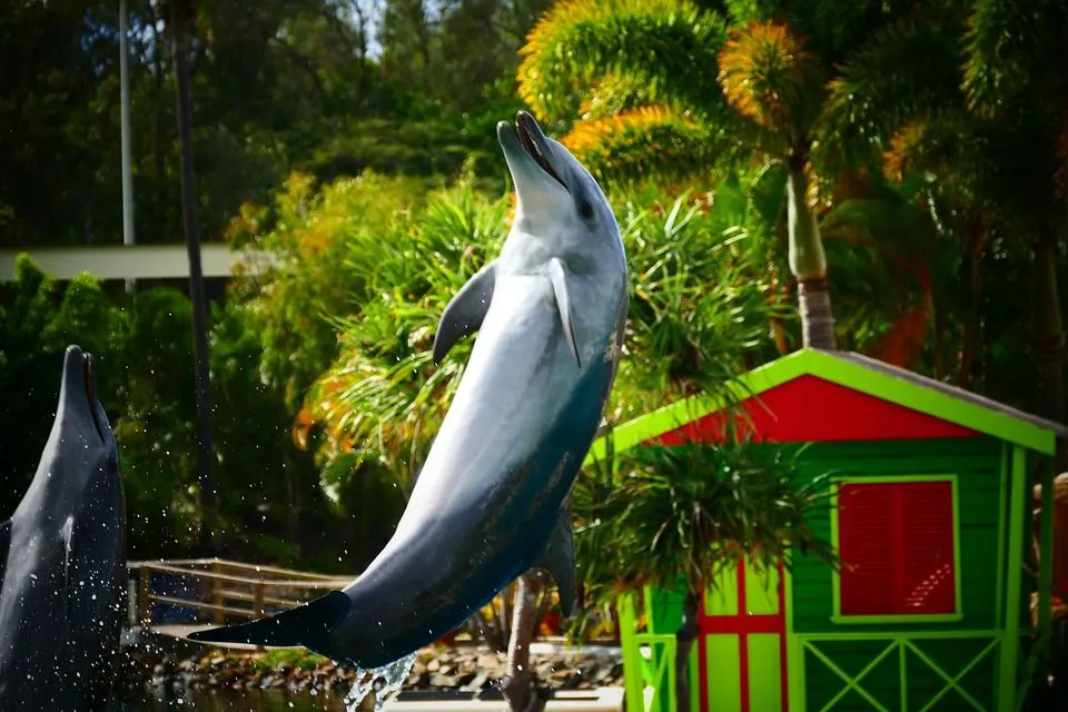 dolphin 2259244 960 720