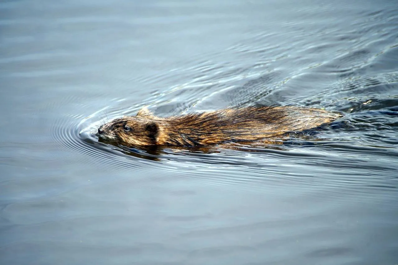 muskrat 6307503 1280