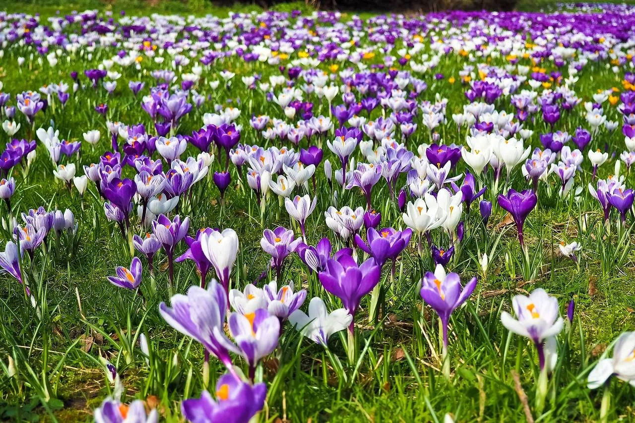 crocus 2139395 1280