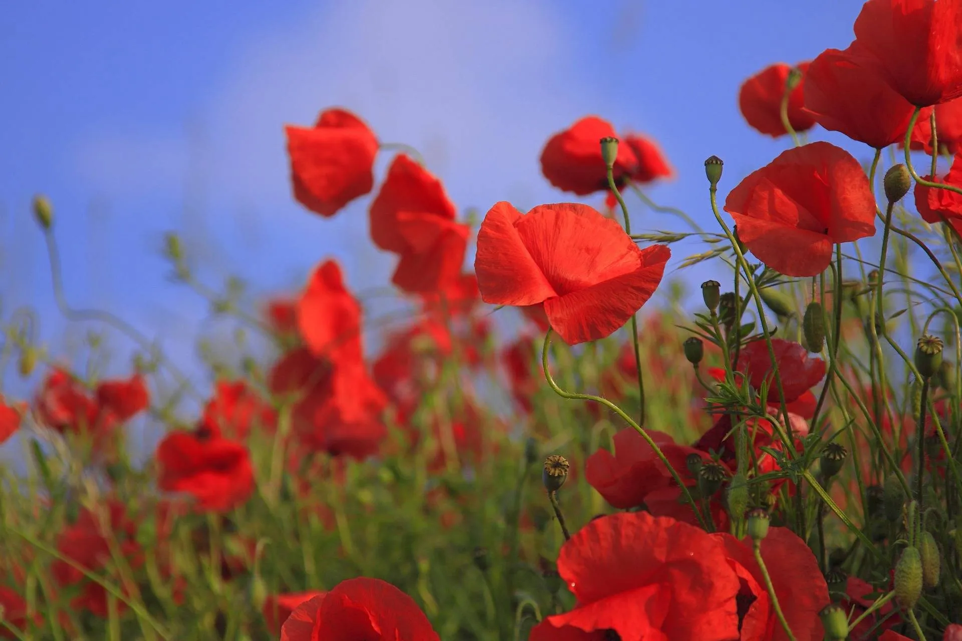 fotomanie-flowers-76358_1920