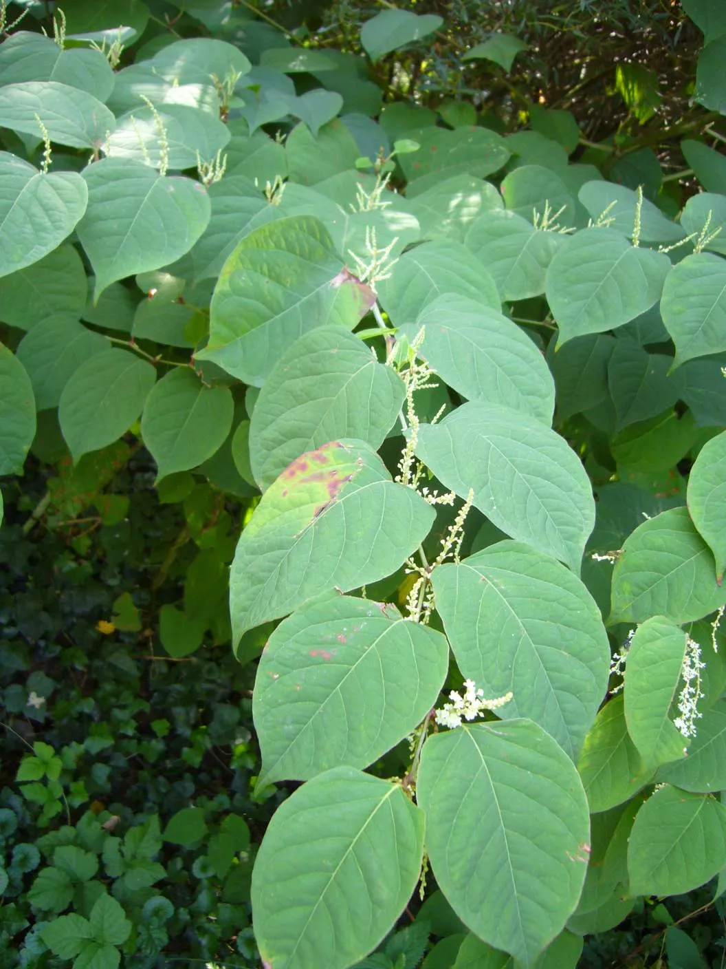 32778587 1702718903174737 5321530115434217472 o