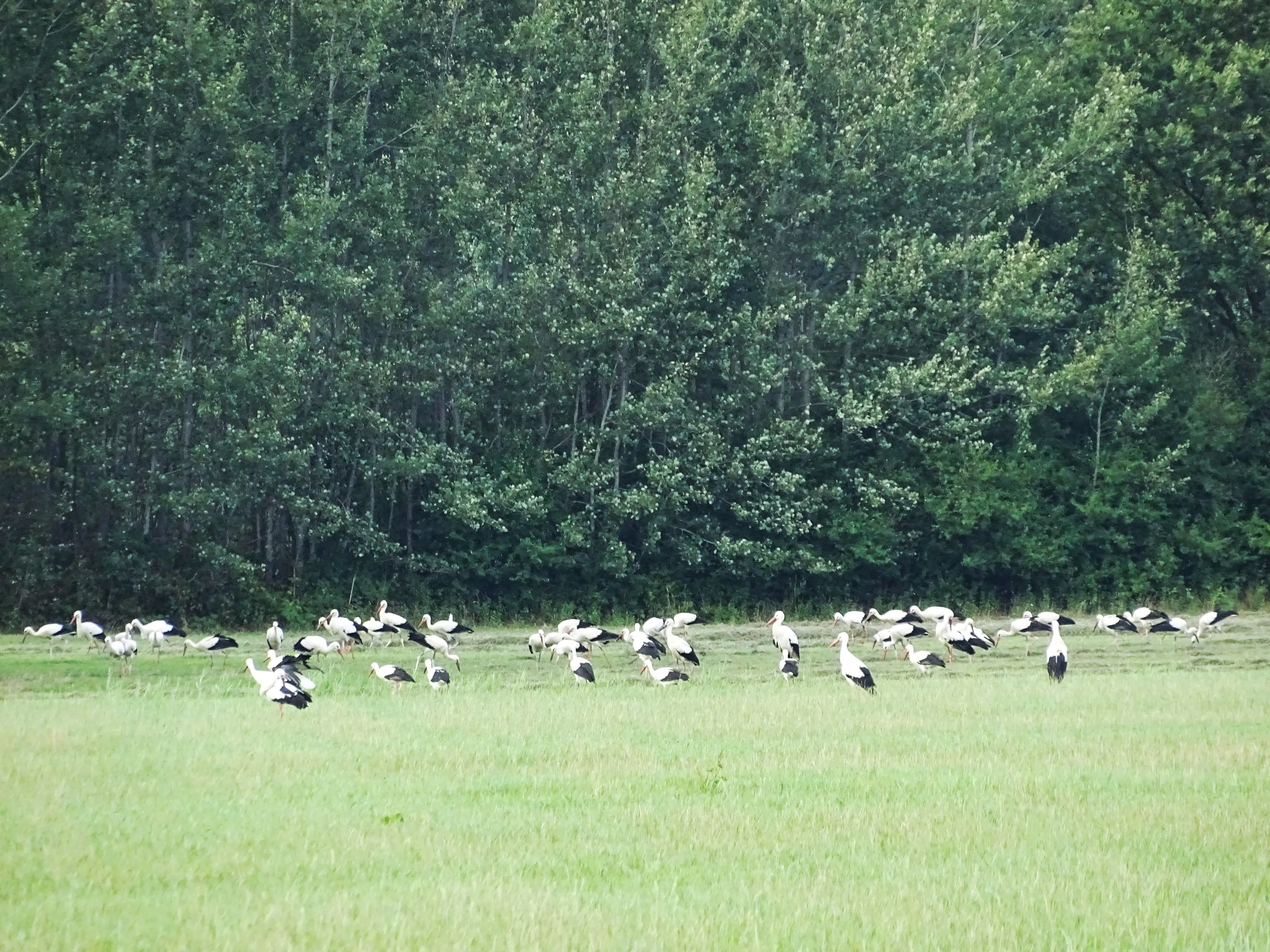 39536142 1855159691269277 5911146034737709056 n