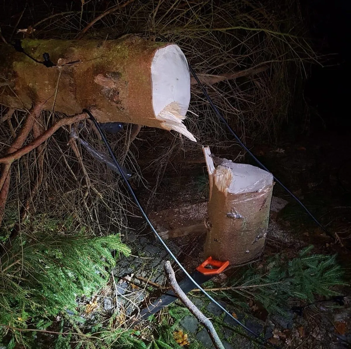 48411432 1983707911712158 6900120142210924544 o e1545555361417