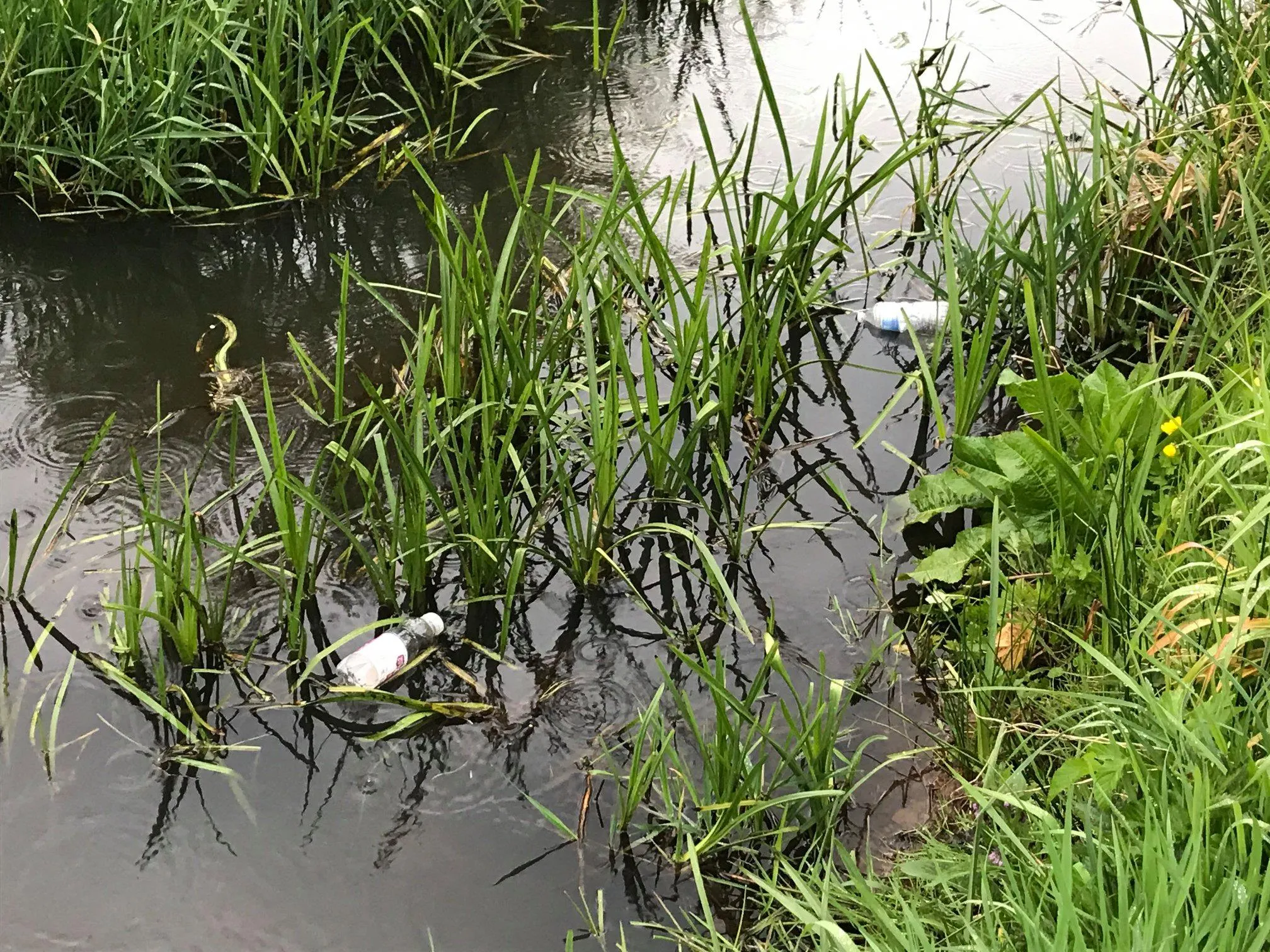 95706000 1127959154219262 1545167158214918144 o