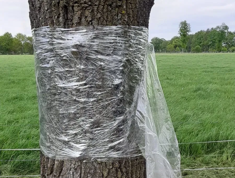 98343265 2990621207717827 7657988583541702656 o e1589895334149