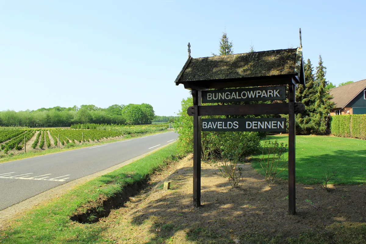 bavelds dennen