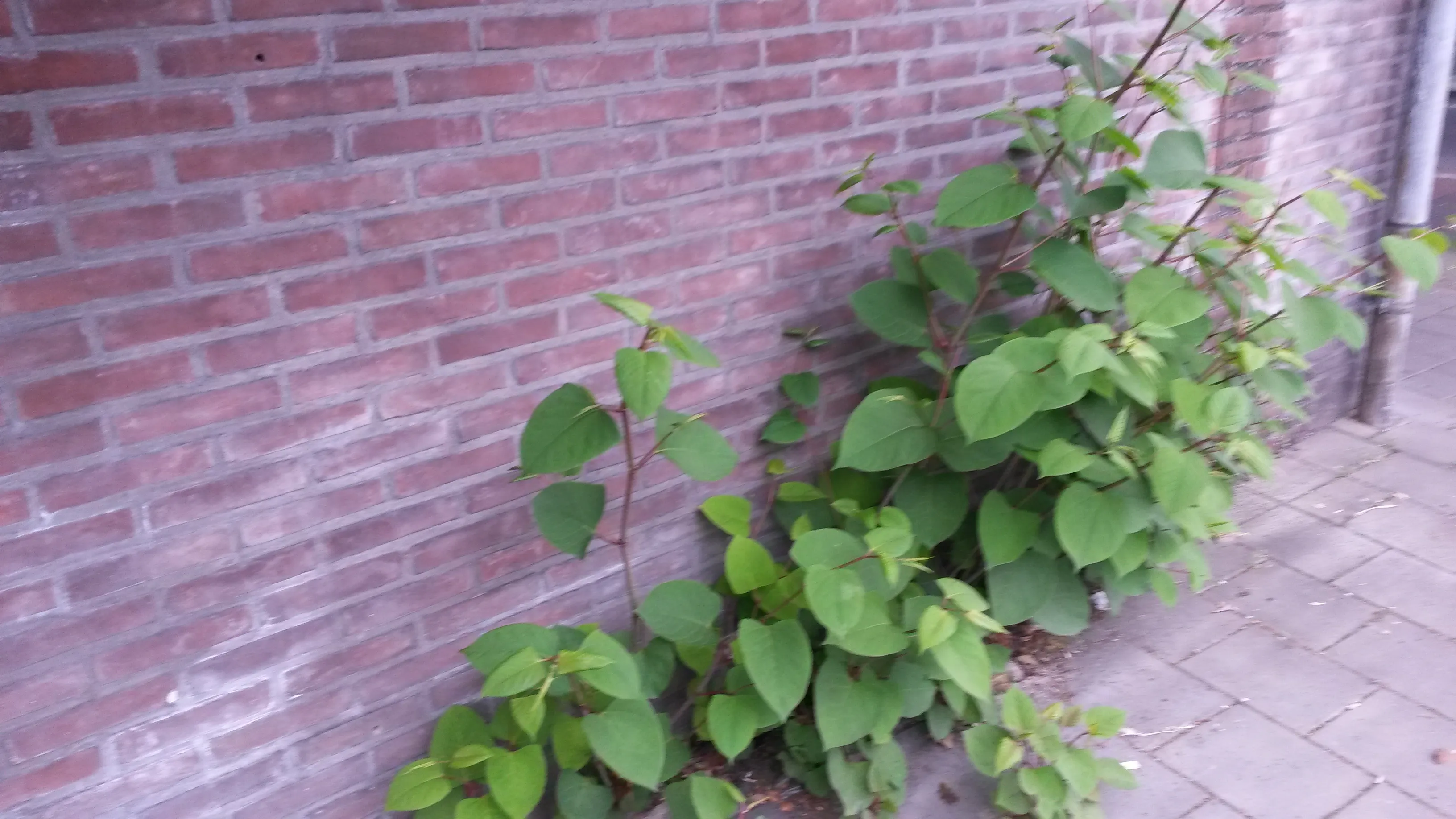 duizendknoop beschadigd infrastructuur