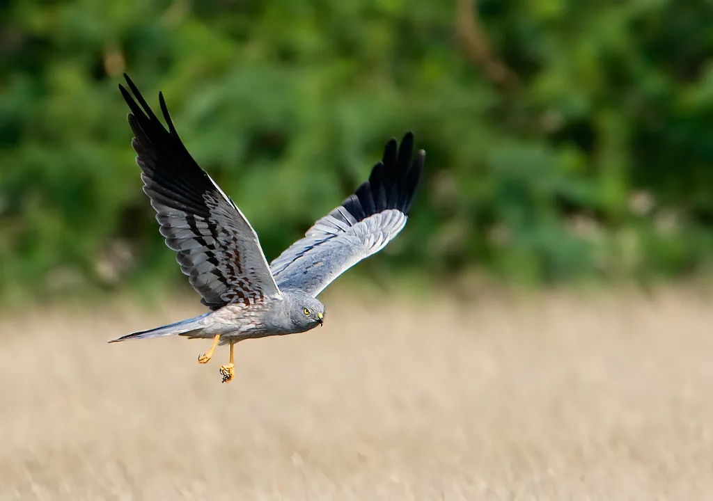 montagus harrier male