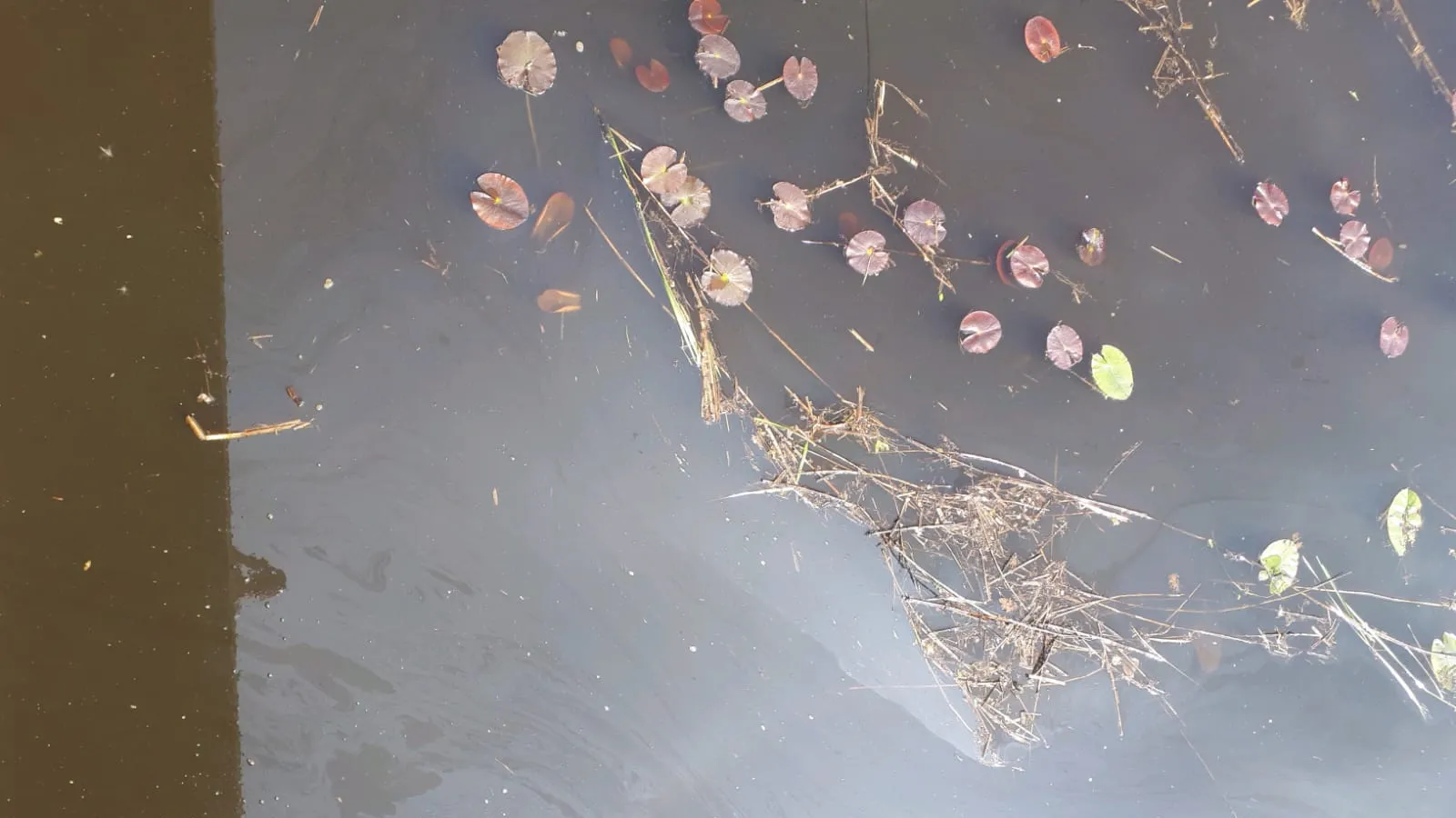 olie denekamp kanaal