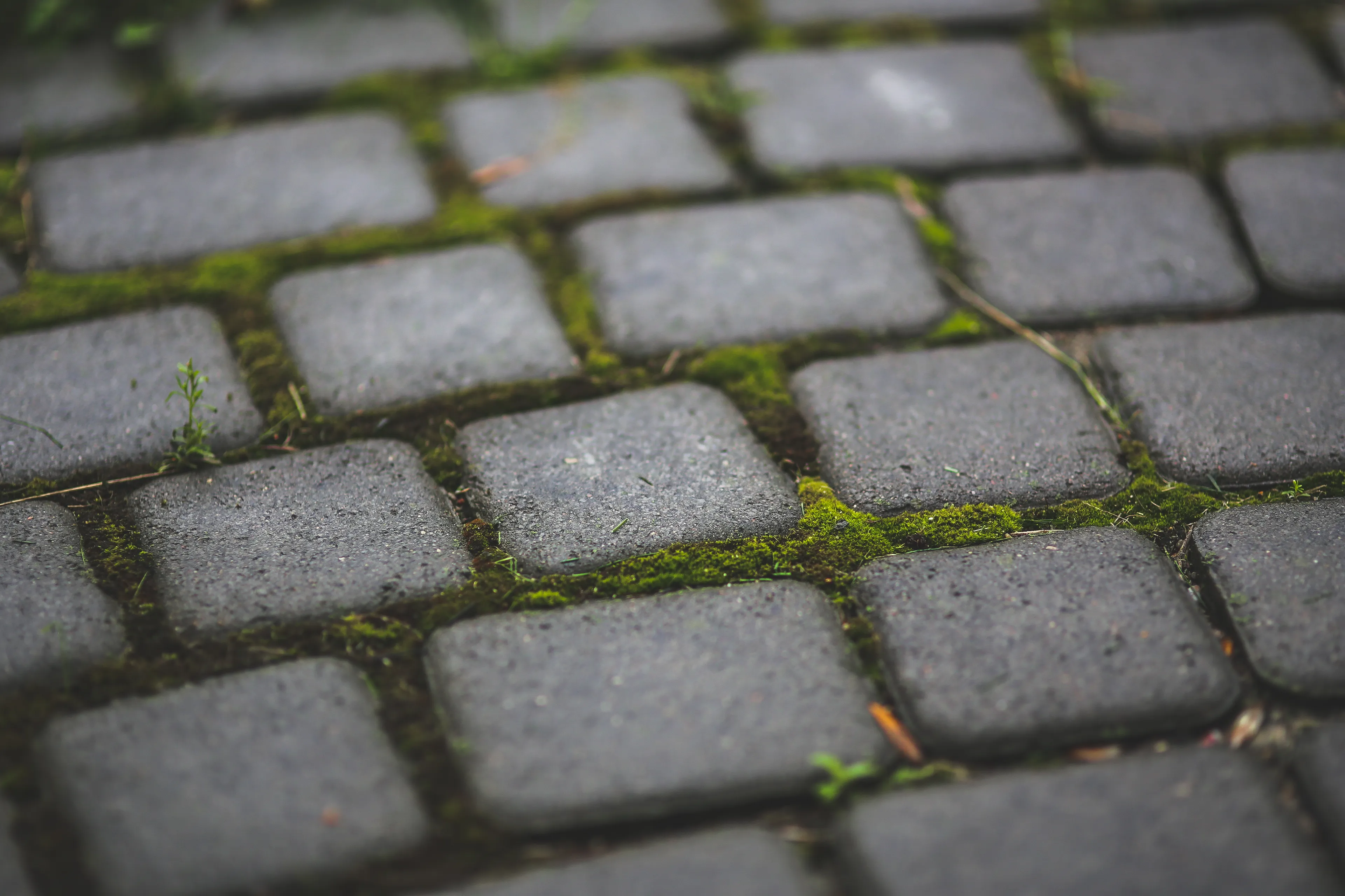 paving stones with moss 6083