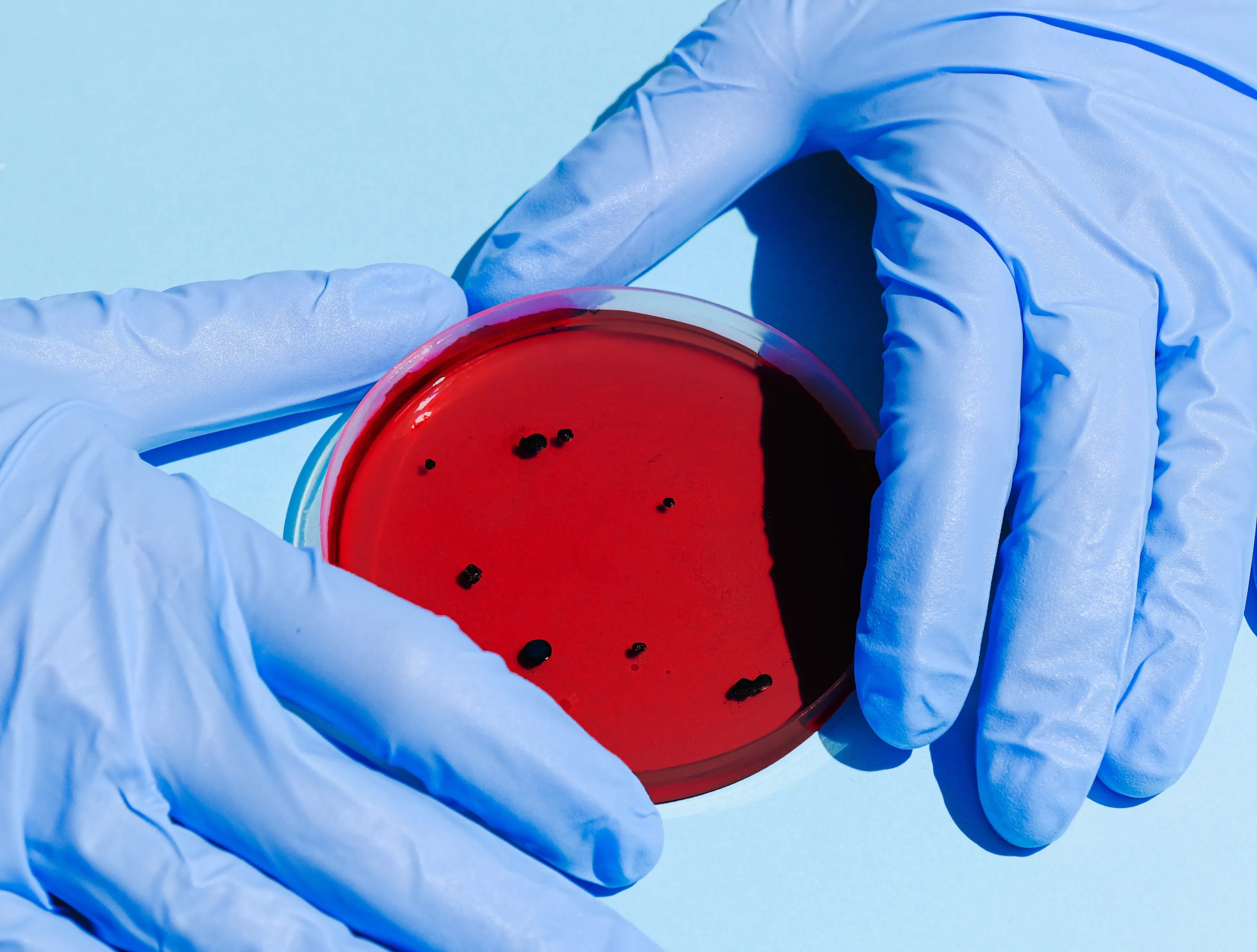 pexels anna shvets 3786217 e1602085115583