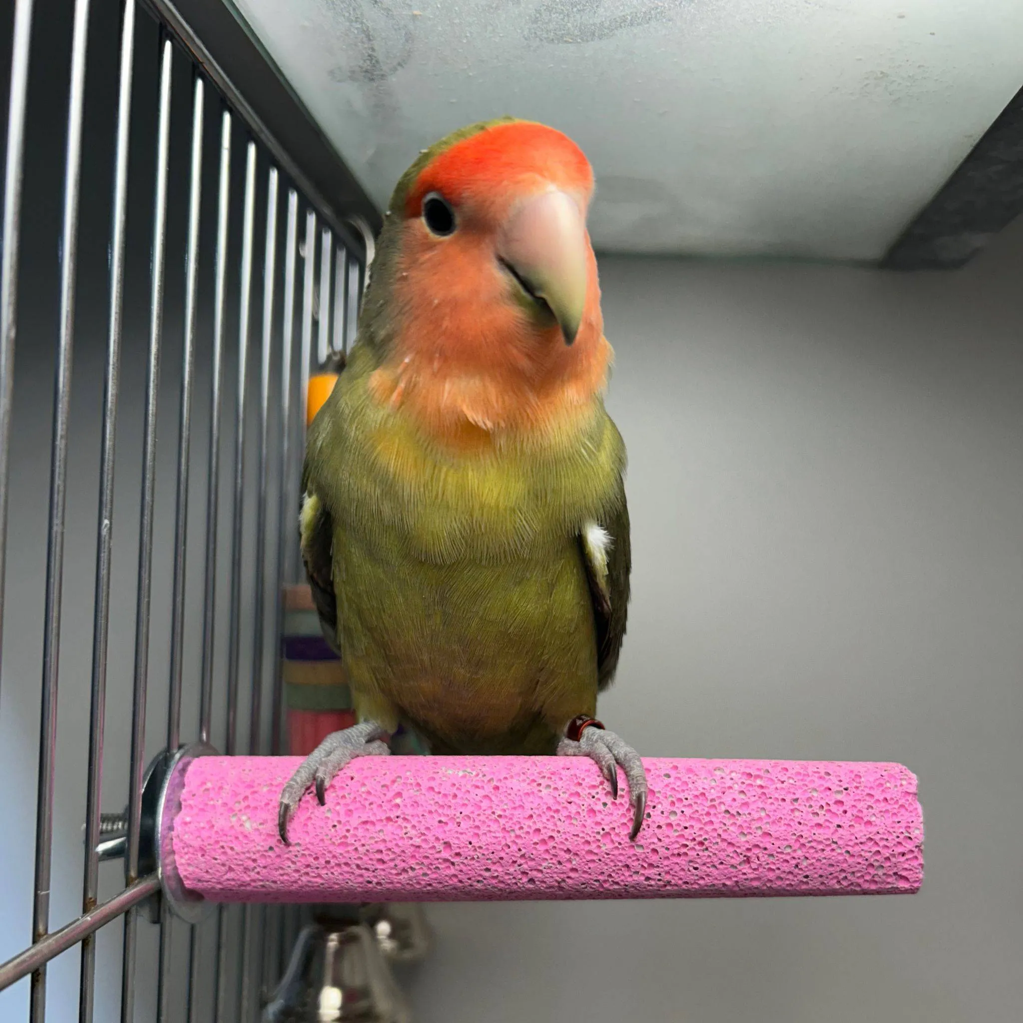 kiwi 20857