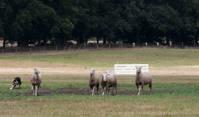 auwv82msz3o0lcvmhuhlt45ya schapendrijven