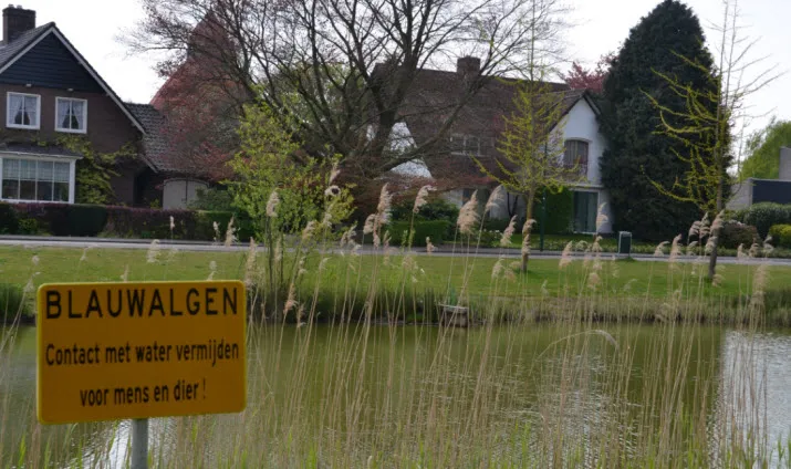 blauwalg1