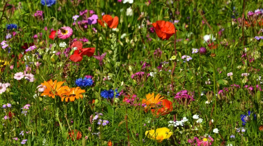 bloemen2