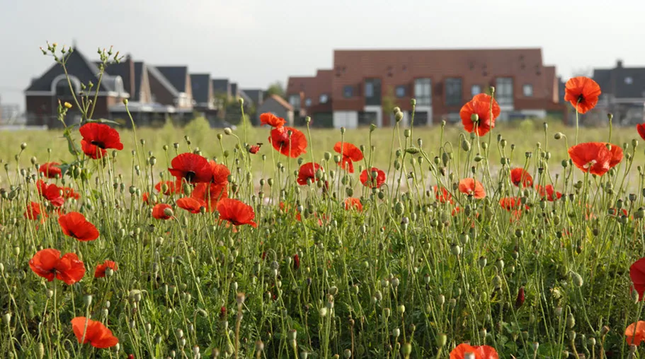 bnieuw2