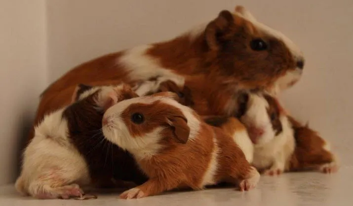 cavia3