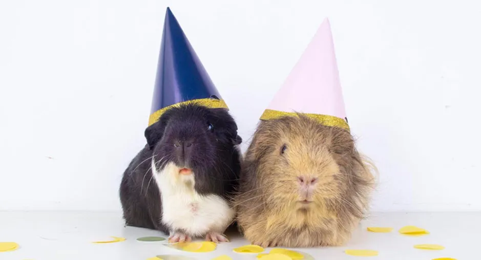 cavia4
