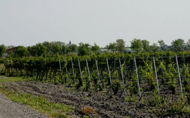 gqmlfjjyzuv24dggj0kikdt1i wijnranken