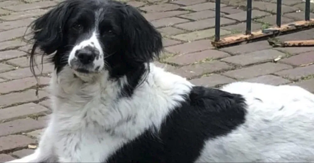 guusje