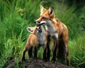 h2b75f3tcvv3jnrlnv88nx17w 21020