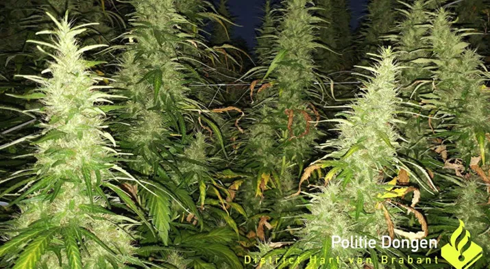hennepdongen