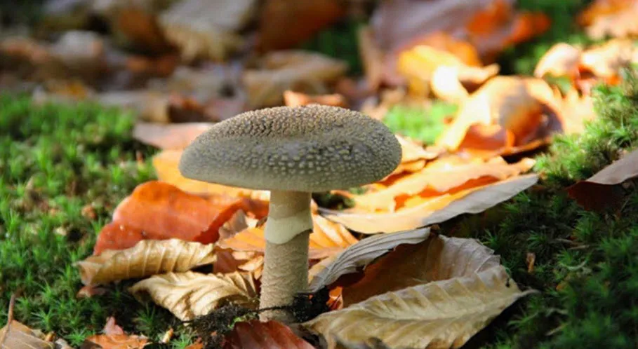 herfst210