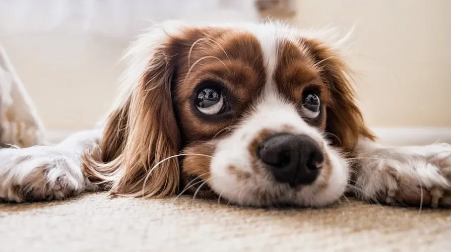 hond2109