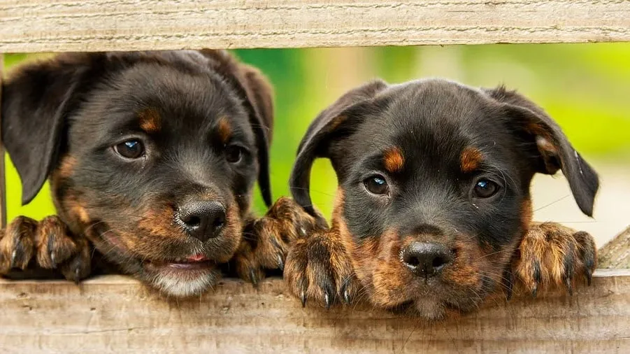 honden