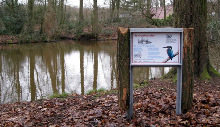 ijsvogel2