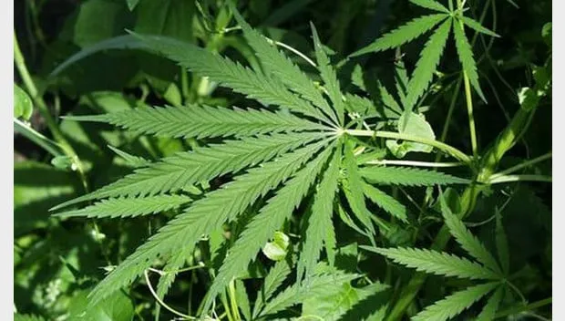 kehklv28hf8qqvthacn4inz8f hennep 2