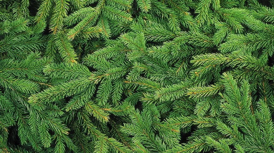 kerstboom1